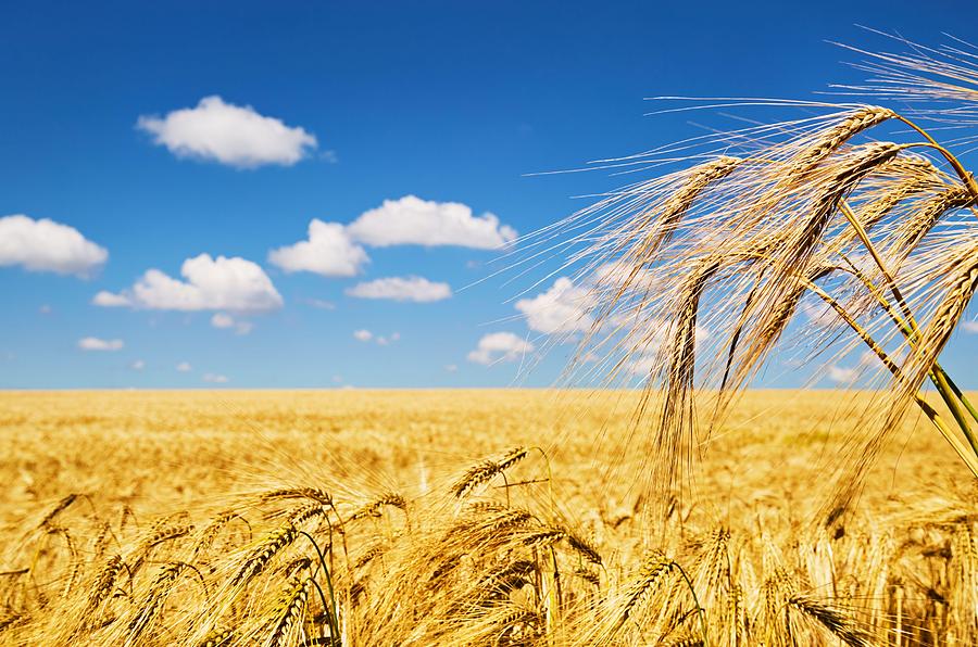 Cereal Photograph - Golden Rye Field Over Blue Sky #1 by DPK-Photo