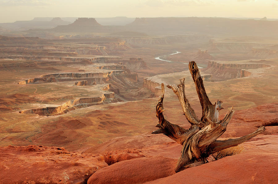 Golden Sunset View In Canyonlands #1 Photograph by Rezus