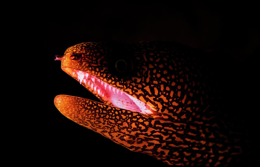 Goldentail Moray Eel Gymnothorax #1 Photograph by Beth Watson