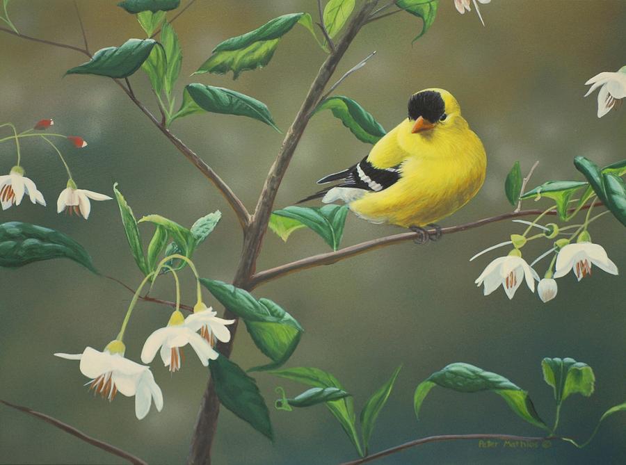 Goldfinch and Snowbells by Peter Mathios Goldfinch and Snowbells by Peter Mathios