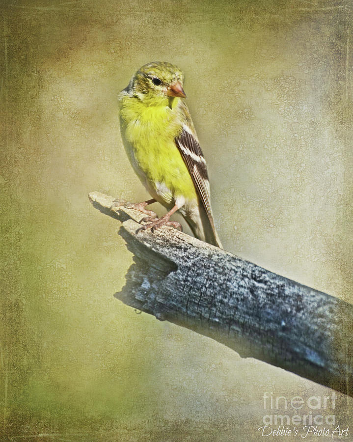 Goldfinch #1 Photograph by Debbie Portwood