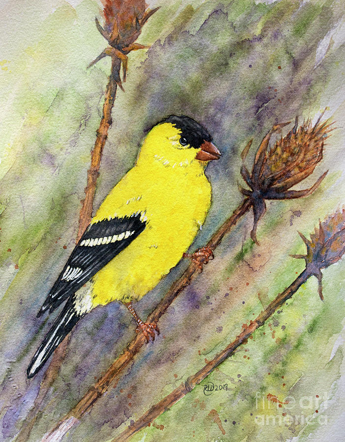 Goldfinch #1 Painting by Rebecca Davis