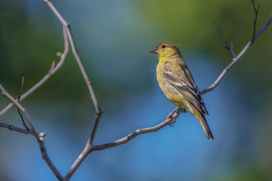 Wildlife Photograph - Goldfinch #1 by Wei Liu