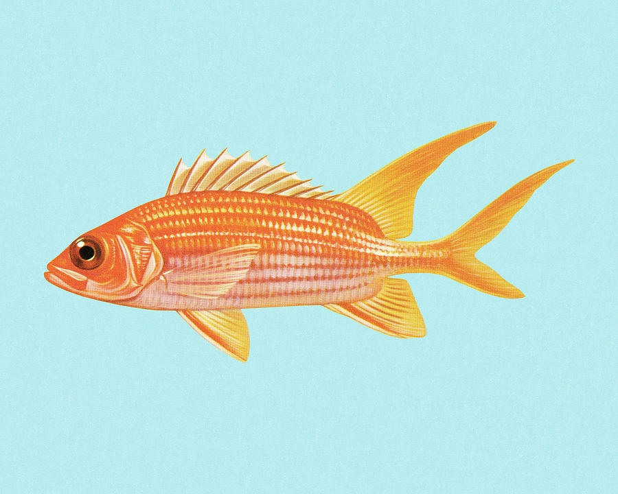 Fish Drawing - Goldfish #1 by CSA Images