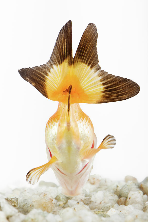 Goldfish #1 Photograph by Martin Harvey