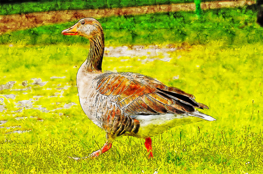 Goose watercolor drawing by Hasan Ahmed Goose watercolor drawing by Hasan Ahmed