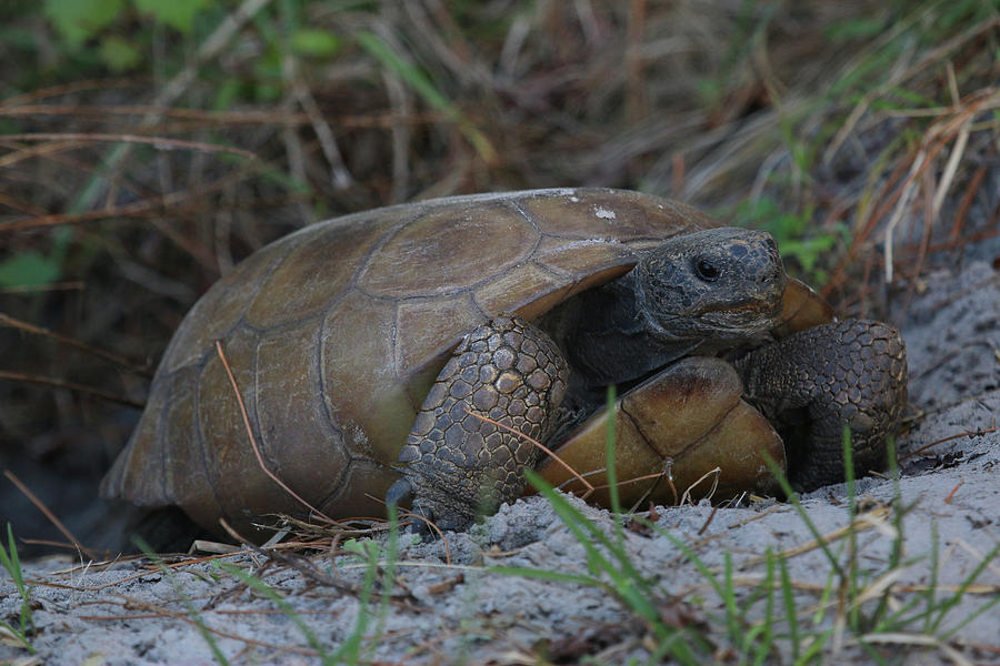 Gopher Tortoise Digital Art by Gerry Coffey | Pixels