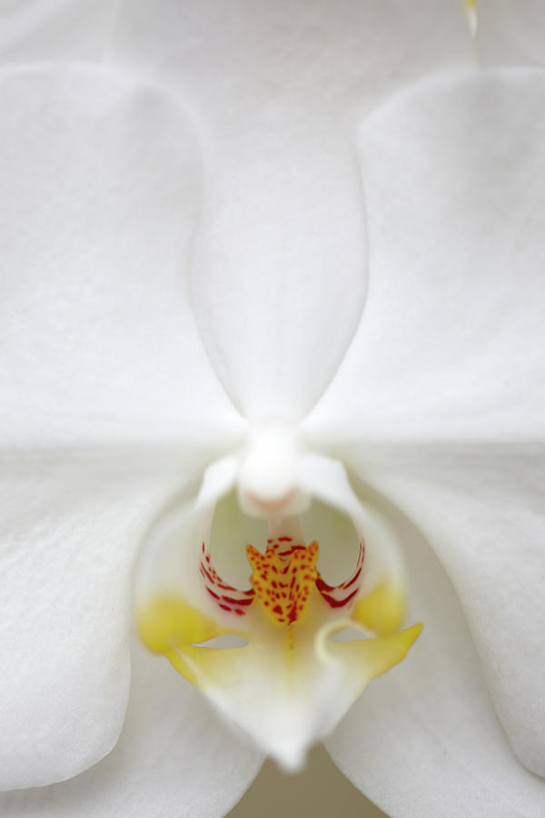 Gorgeous White Orchid Flower #1 Photograph by Dana Hoff