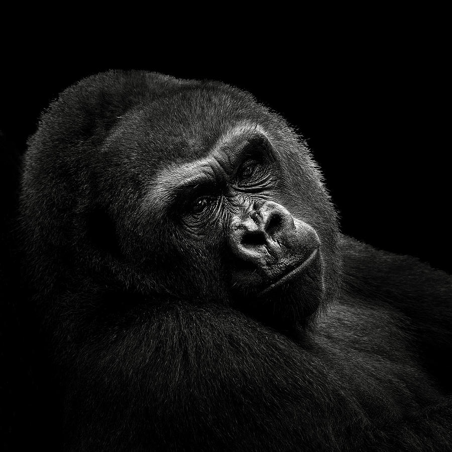 Animal Photograph - Gorilla #1 by Christian Meermann