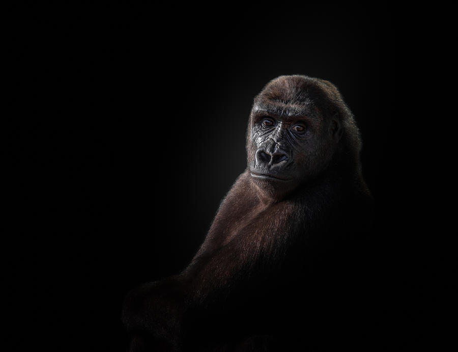 Animal Photograph - Gorilla #1 by Kamera