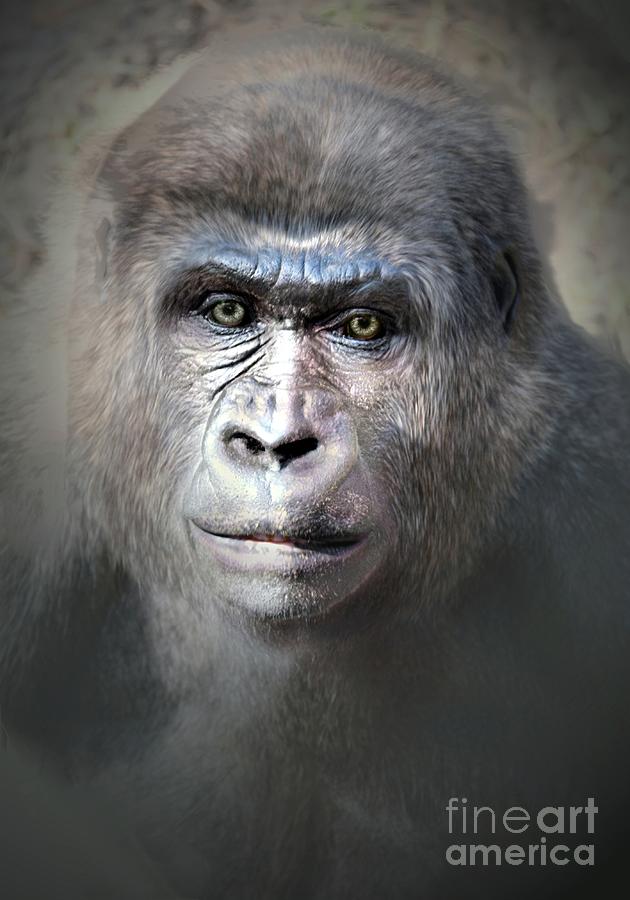 Gorilla portrait  #2 Digital Art by Savannah Gibbs