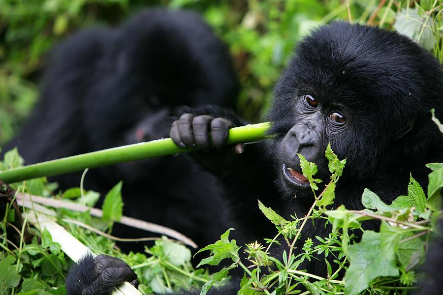 Gorillas New Threat Of Extinction #1 Photograph by Brent Stirton