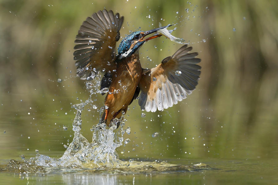 Kingfisher Photograph - Gotcha! #1 by Marco Pozzi