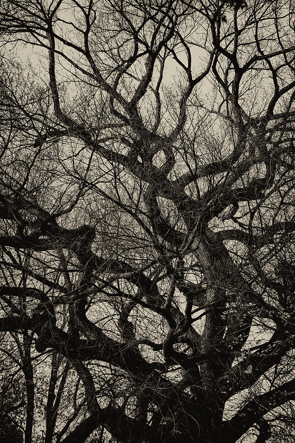 Gothic Trees #1 Photograph by Robert Ullmann