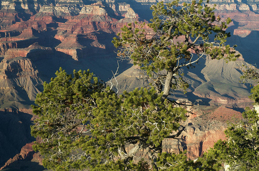 Grand Canyon Beauty #1 Photograph by Mitch Diamond