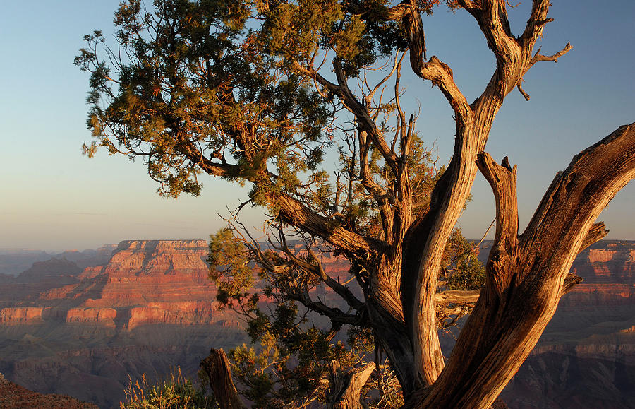 Grand Canyon National Park #1 Digital Art by Heeb Photos