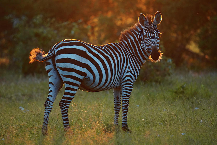 Grants Zebra Backlit #1 Photograph by Hiroya Minakuchi