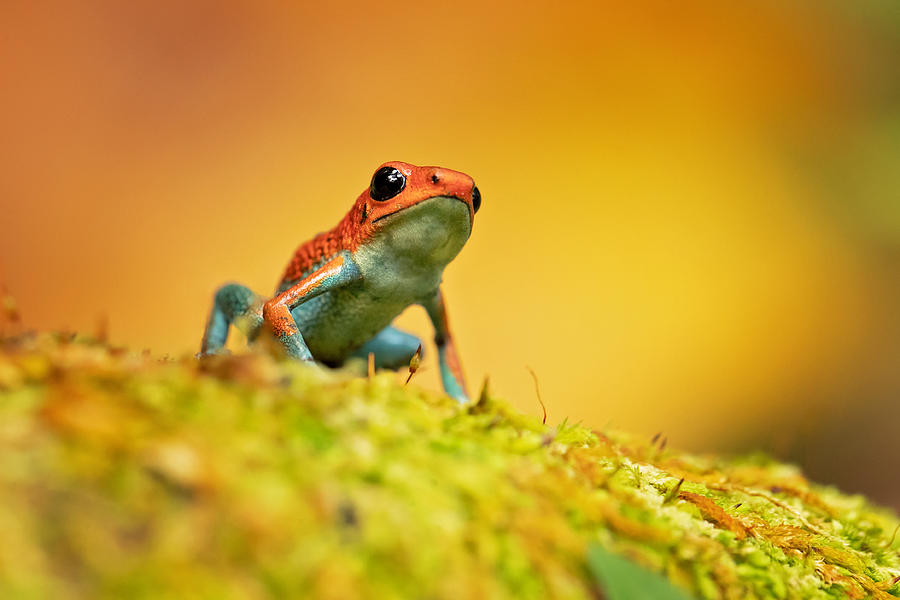 Granular Poison Frog Photograph by Milan Zygmunt - Fine Art America