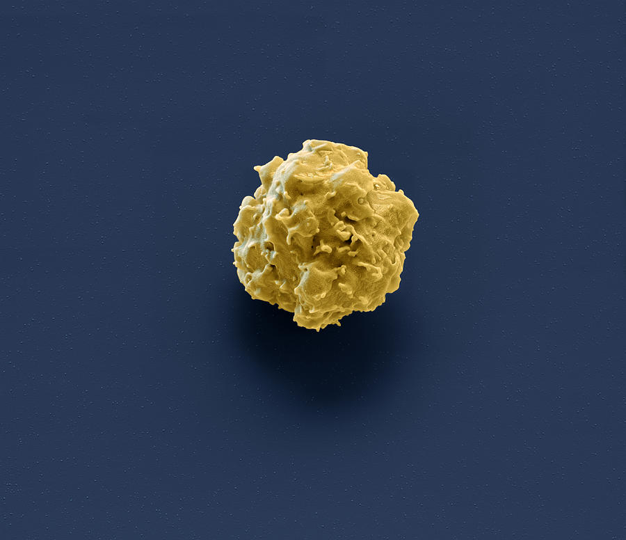 Granulocyte Blood Cell Sem #1 Photograph by Meckes/ottawa