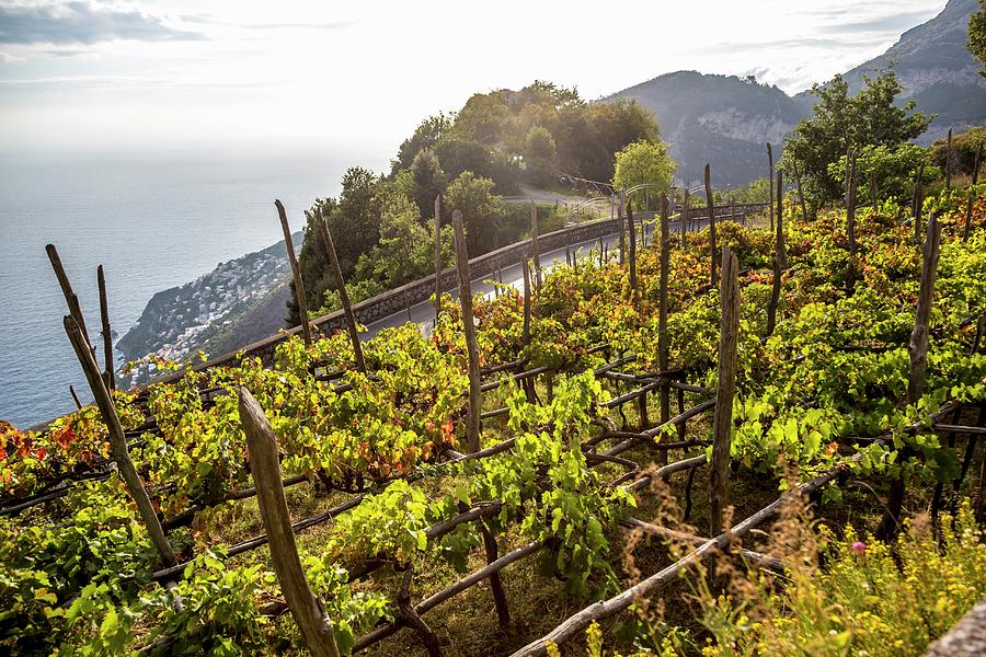 Grape Cultivation, Amalfi Coast, Italy #1 Photograph by Jalag / Andrea Di Lorenzo