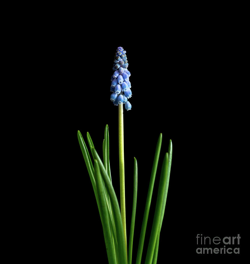 Grape Hyacinth (muscari Sp) Flowers #1 Photograph by Wladimir Bulgar/science Photo Library