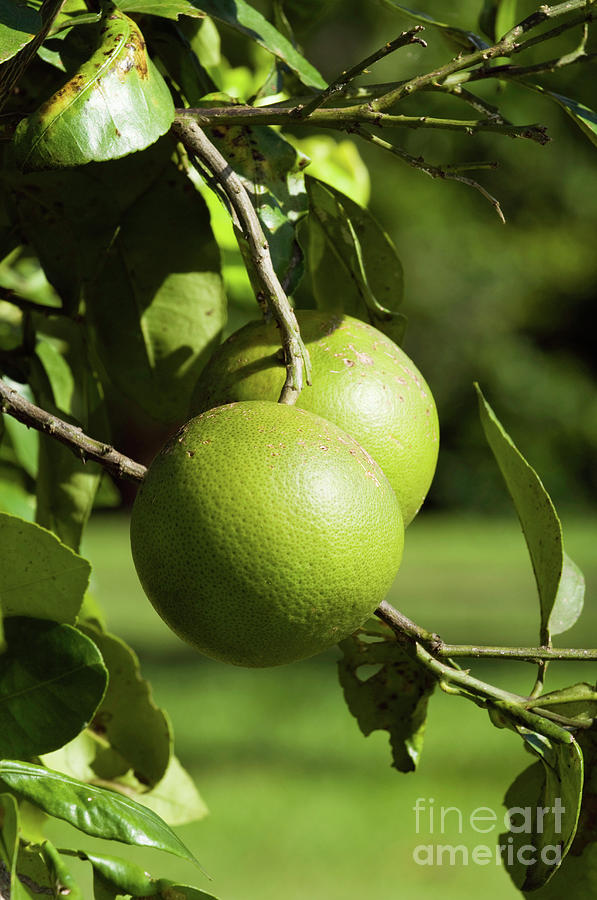 Grapefruit Tree #1 Photograph by Science Photo Library Grapefruit Tree #1 Photograph by Science Photo Library