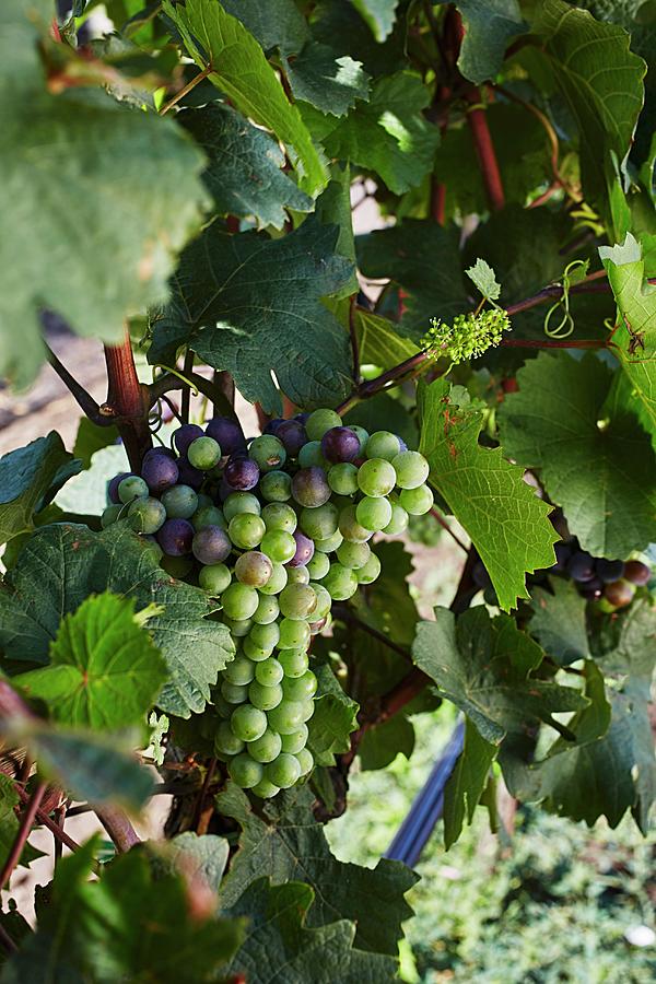 Grapes Changing Colour On A Vine #1 Photograph by Herbert Lehmann