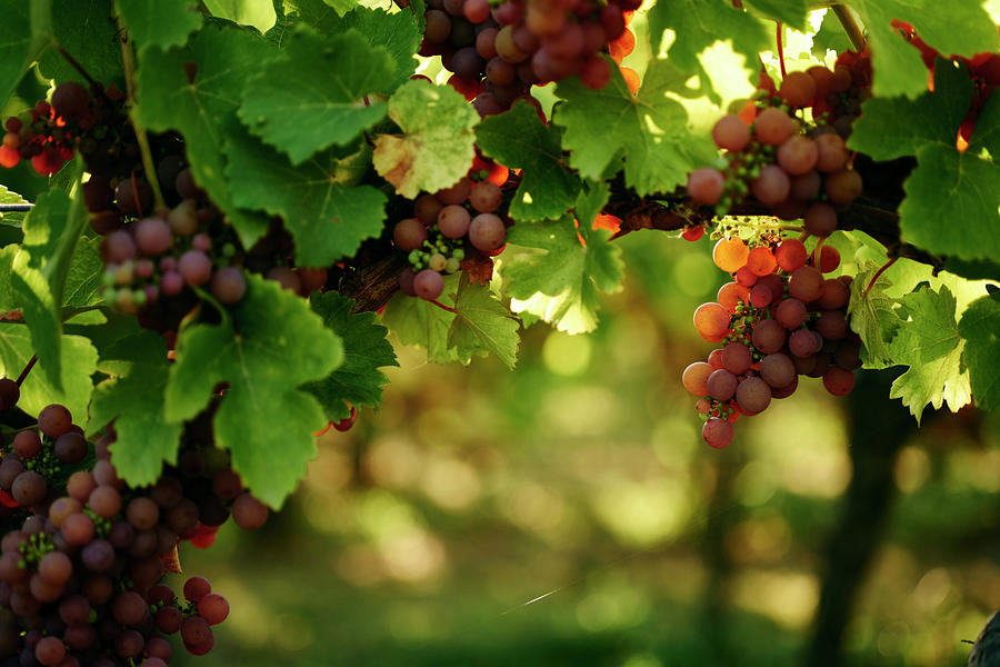 Grapes On A Vine In A Vineyard In Alsace #1 Photograph by Oliver Brachat