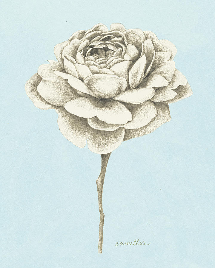 Flower Painting - Graphite Botanical Study I #1 by Grace Popp