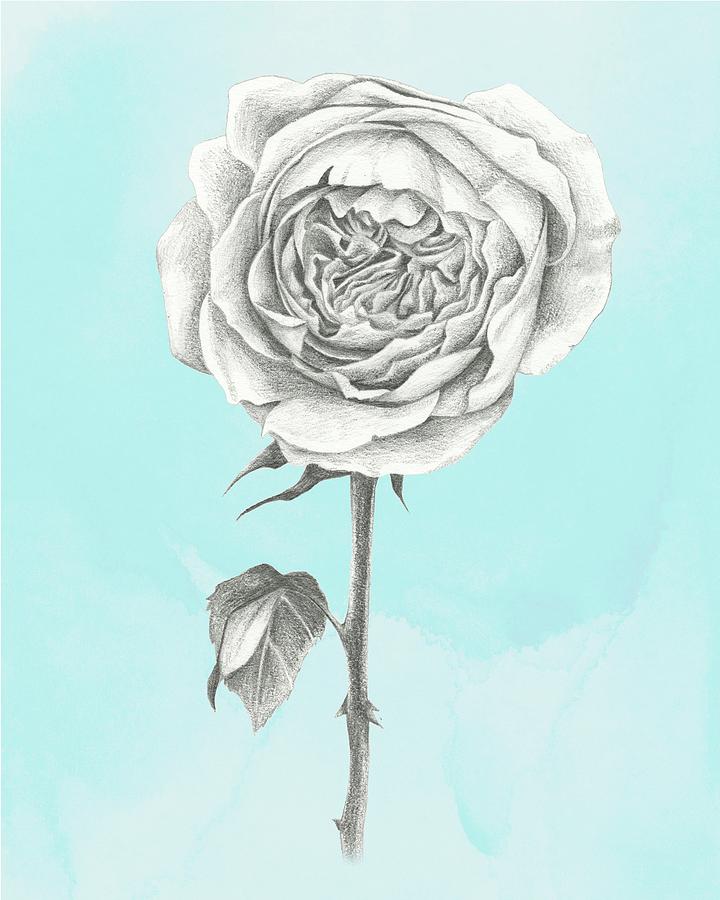 Flower Painting - Graphite Rose I #1 by Grace Popp