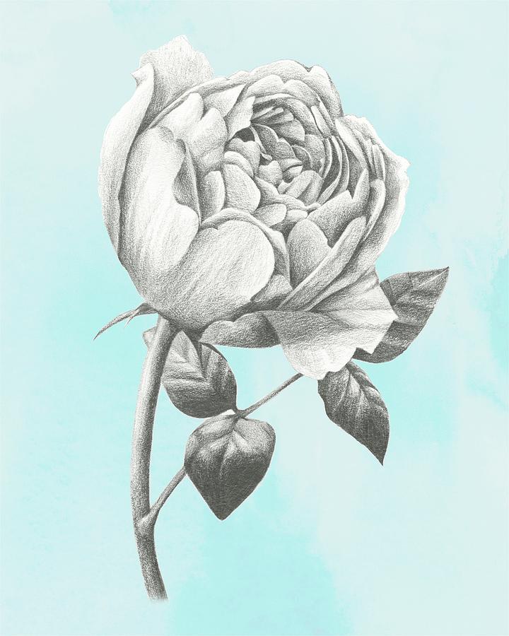 Flower Painting - Graphite Rose II #1 by Grace Popp