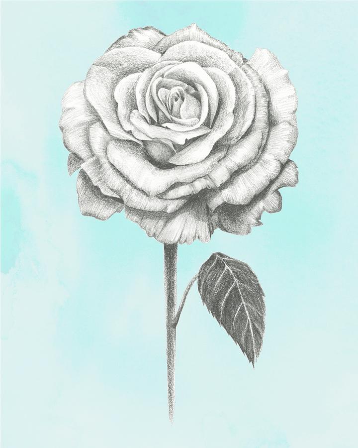 Flower Painting - Graphite Rose IIi #1 by Grace Popp