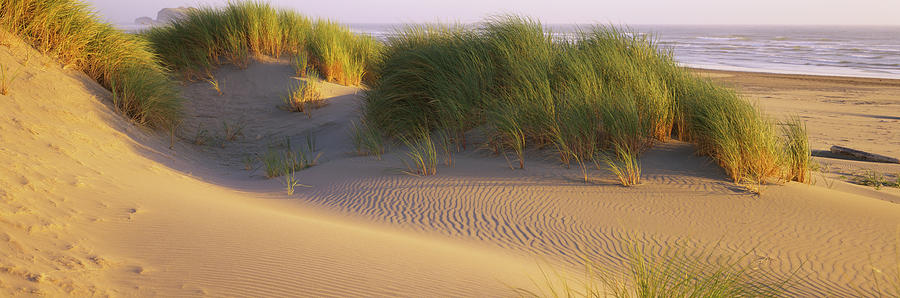Grass On The Beach, Pacific Ocean #1 Photograph by Panoramic Images