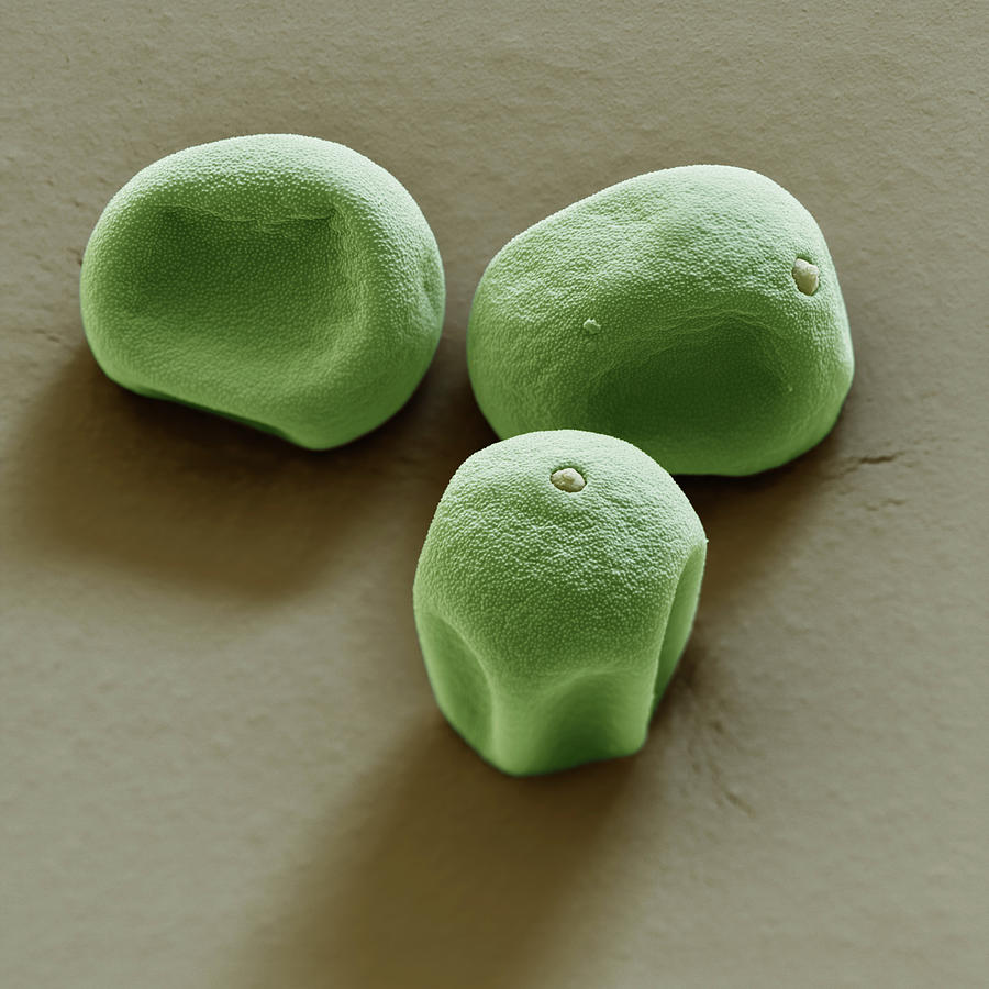 Grass Pollen, Sem #1 Photograph by Oliver Meckes EYE OF SCIENCE
