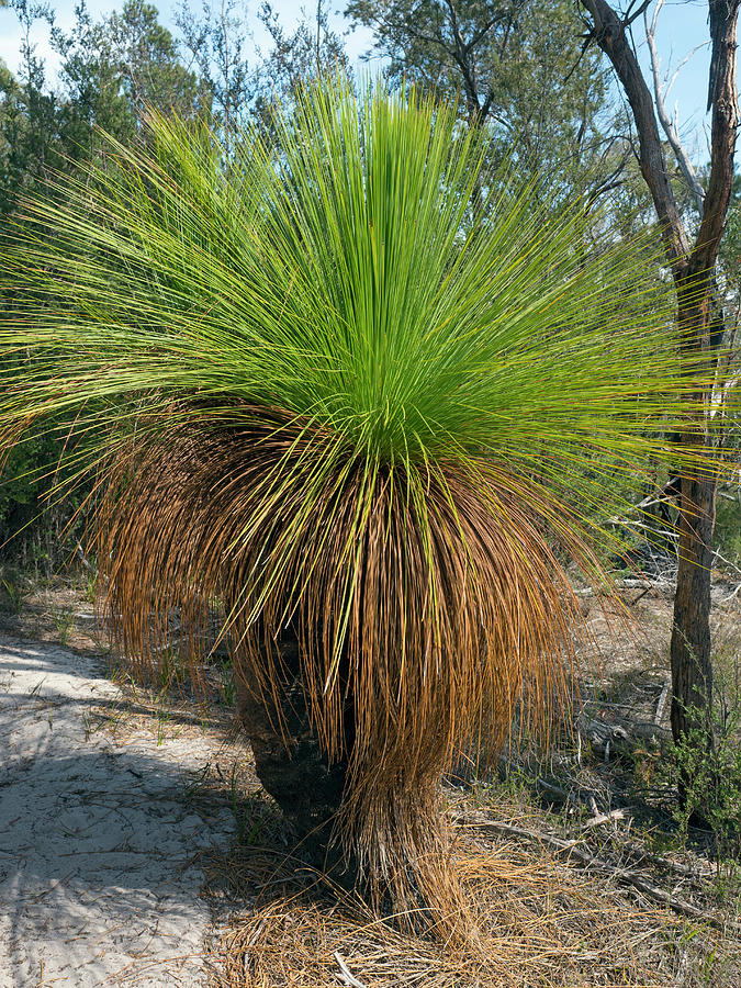 Tree Photograph - Grass-tree Tasmania #1 by Ernie Janes / Naturepl.com