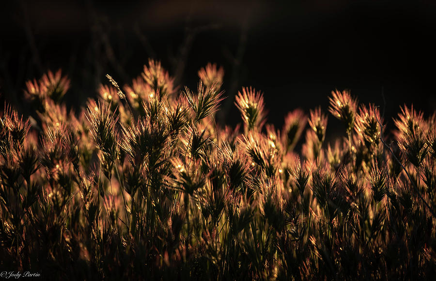 Grasses #1 Photograph by Jody Partin