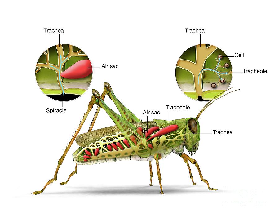 Grasshopper And Insect Respiratory System #1 Photograph by Mikkel Juul Jensen / Science Photo Library