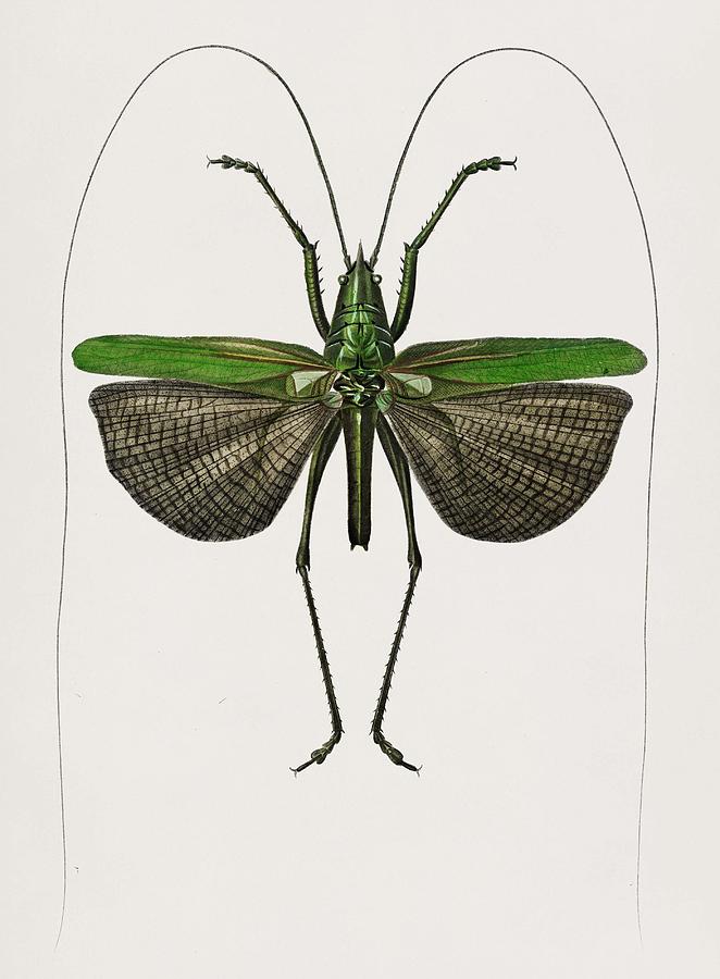 Grasshopper Painting - Grasshopper of six points  Locusta sexpunctata illustrated by Charles Dessalines D  Orbigny  1806 1 #1 by Celestial Images