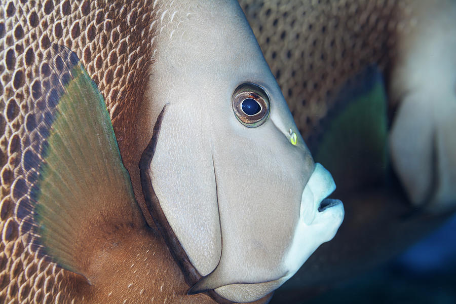 Wildlife Photograph - Gray Angelfish, Cozumel Island, Caribbean Sea #1 by Claudio Contreras / Naturepl.com