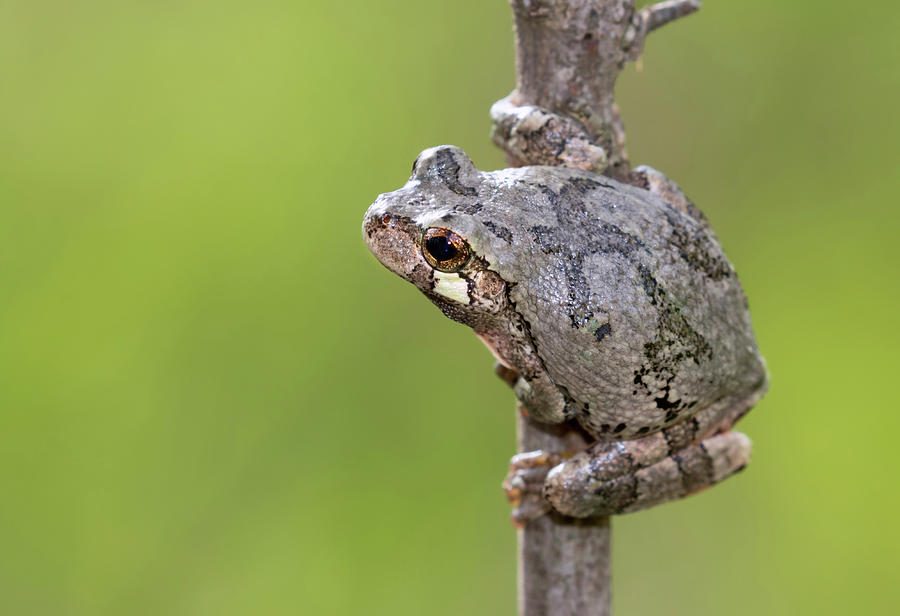 Gray Treefrog Hyla Versicolor Photograph by Ivan Kuzmin