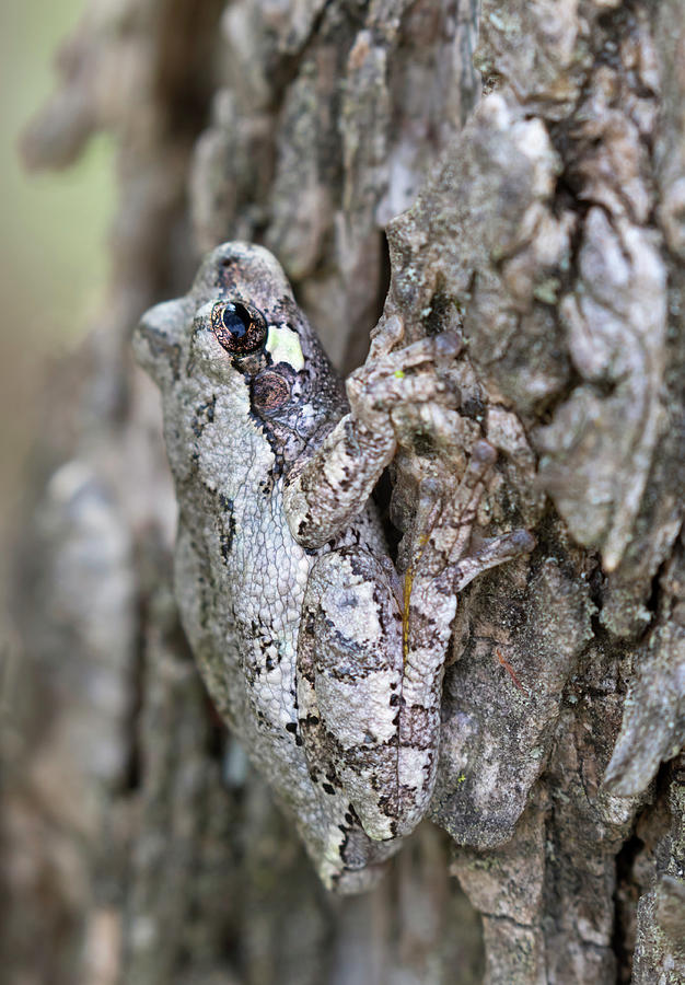 Gray Treefrog Photograph by Ivan Kuzmin - Fine Art America