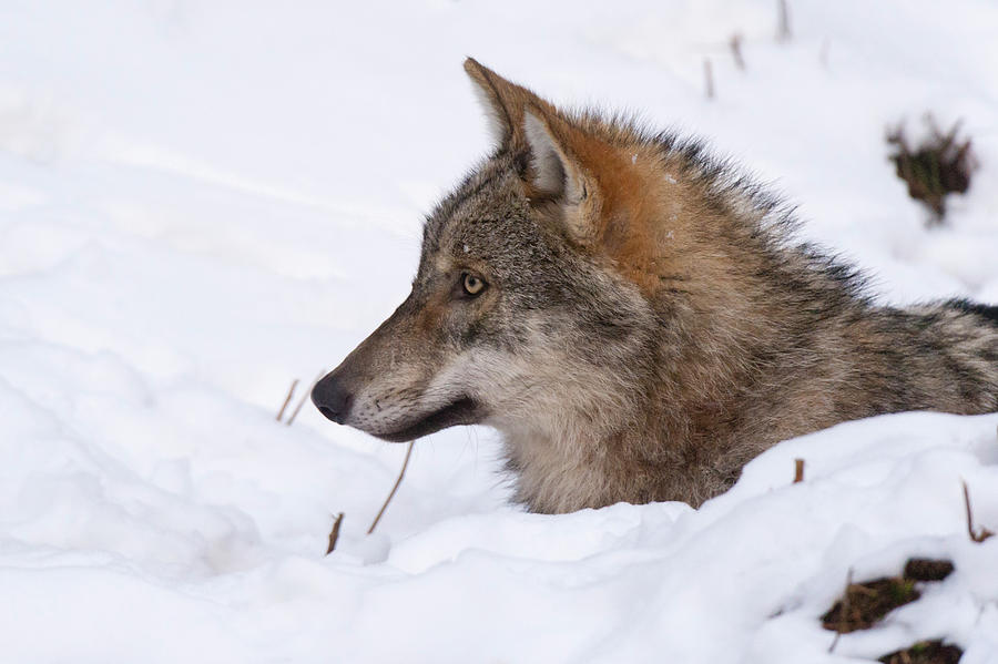 Gray Wolf (canis Lupus), Captive, Bavarian Forest National Park ...