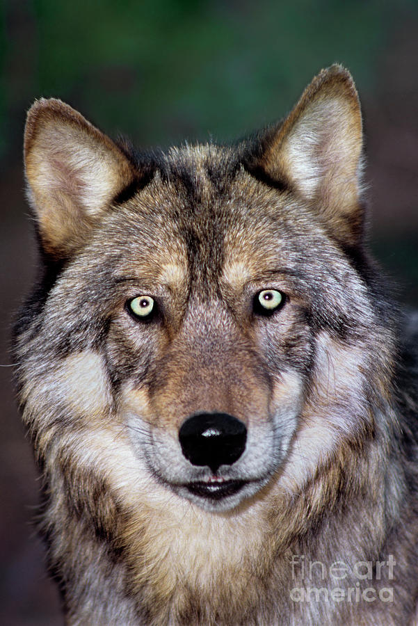 Gray Wolf Portrait Endangered Species Wildlife Rescue Photograph by Dave Welling