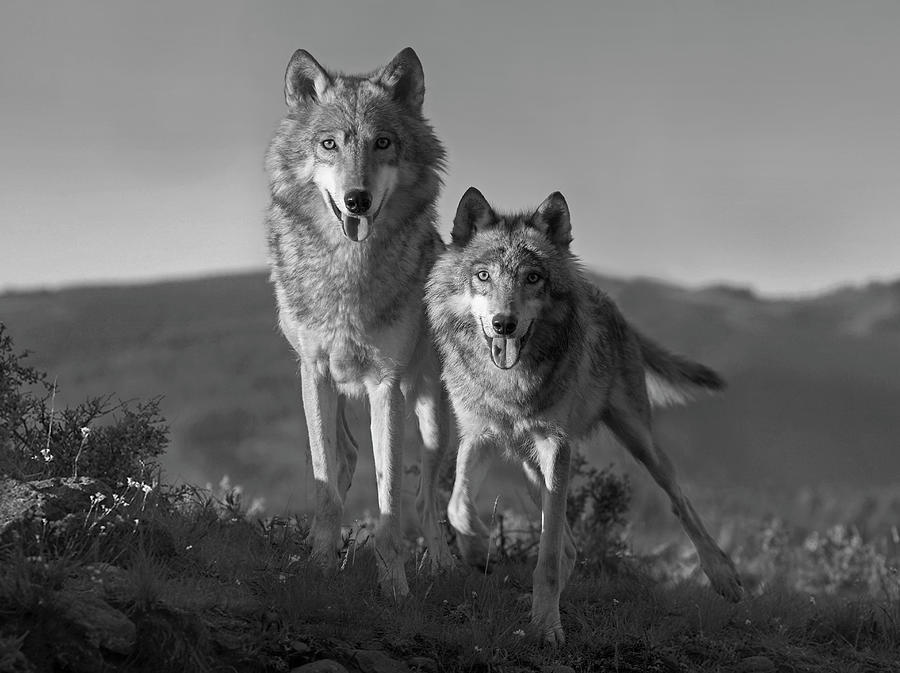 Gray Wolves On The Lookout #1 Photograph by Tim Fitzharris