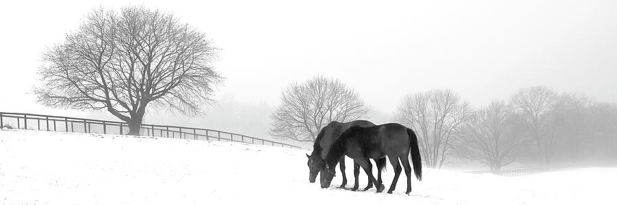 Horses Mixed Media - Grazing Pair by Erin Clark