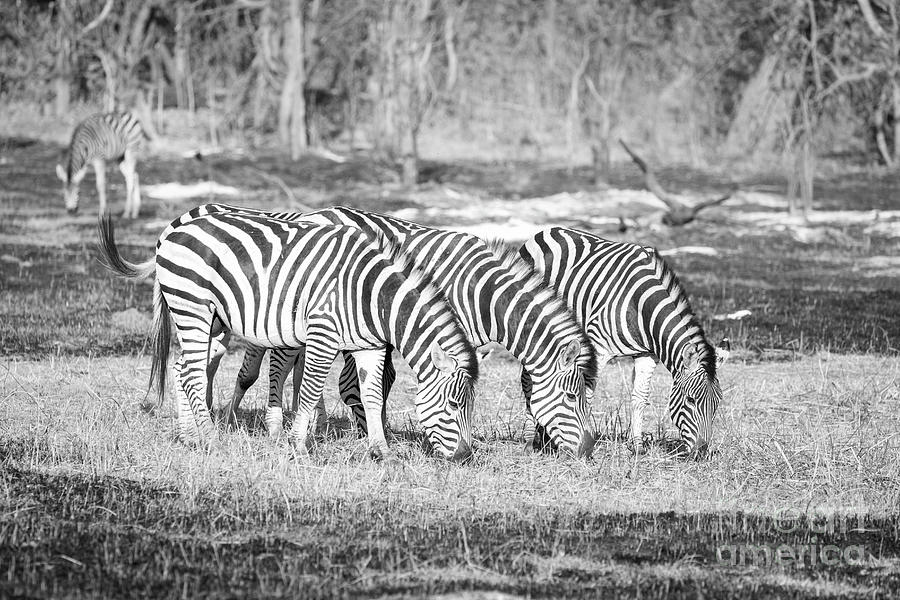 Grazing Zebras #1 Photograph by Timothy Hacker