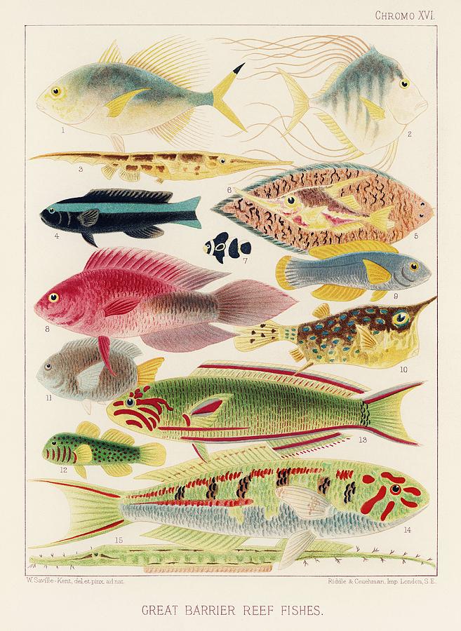 Great Barrier Reef Fishes from The Great Barrier Reef of Australia 1893 ...