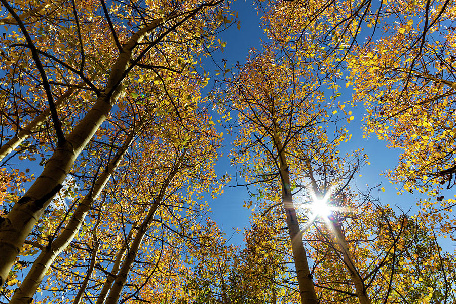 Great Basin National Park Aspens #1 Photograph by Rick Pisio