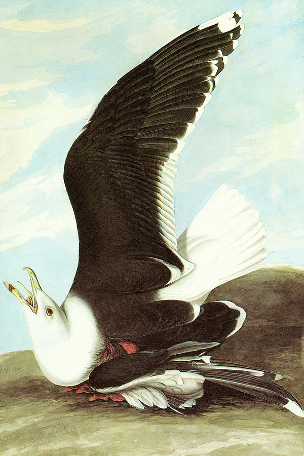 Great black backed Gull #1 Painting by John James Audubon