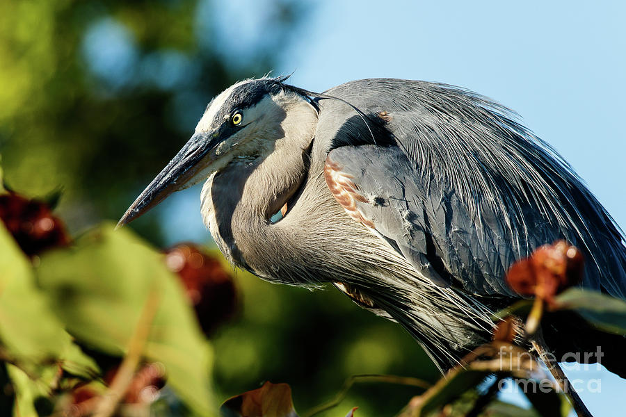 Great Blue Heron at Rookery Photograph by Ben Graham - Fine Art America